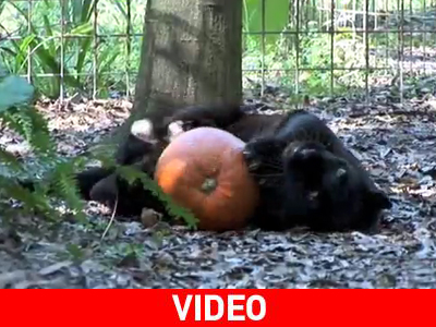 Αγριόγατες και κολοκύθες